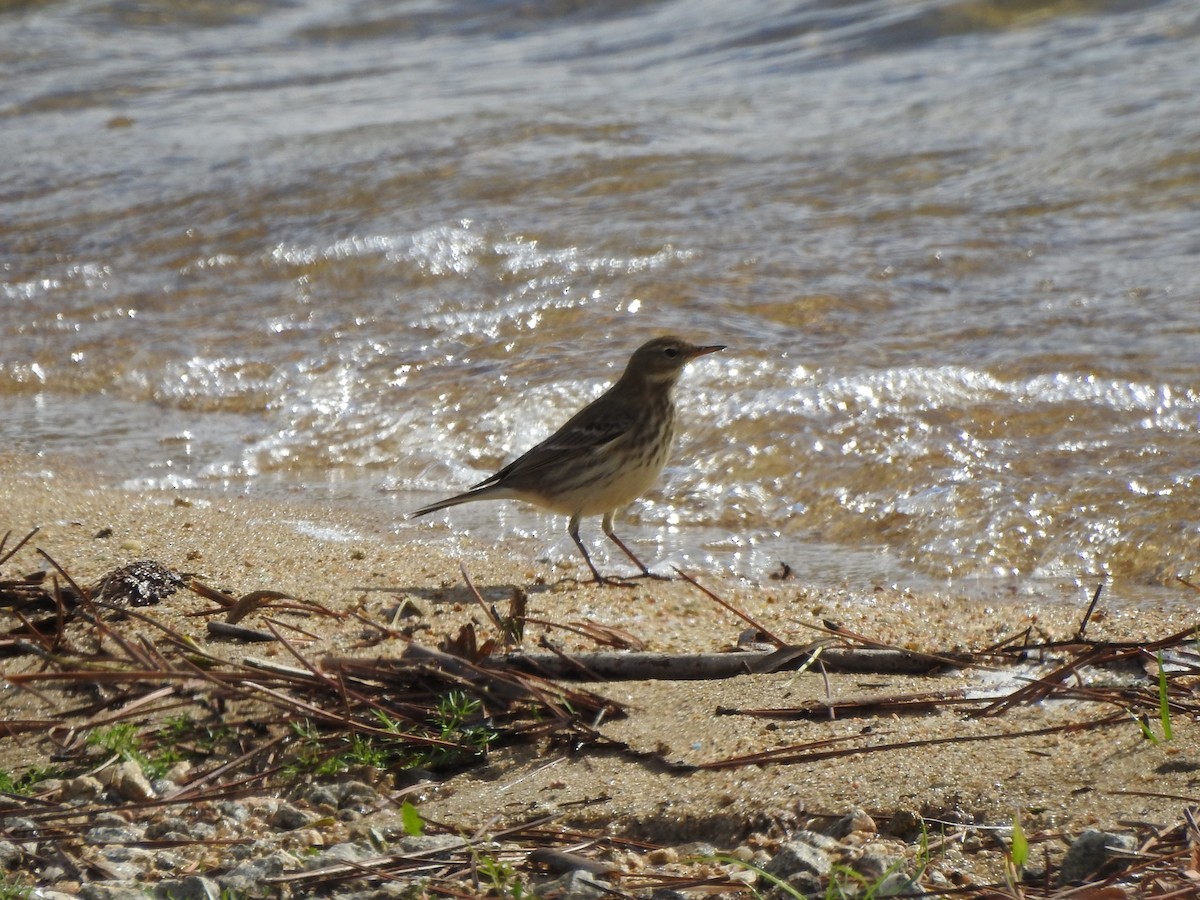 Water Pipit - ML610625641