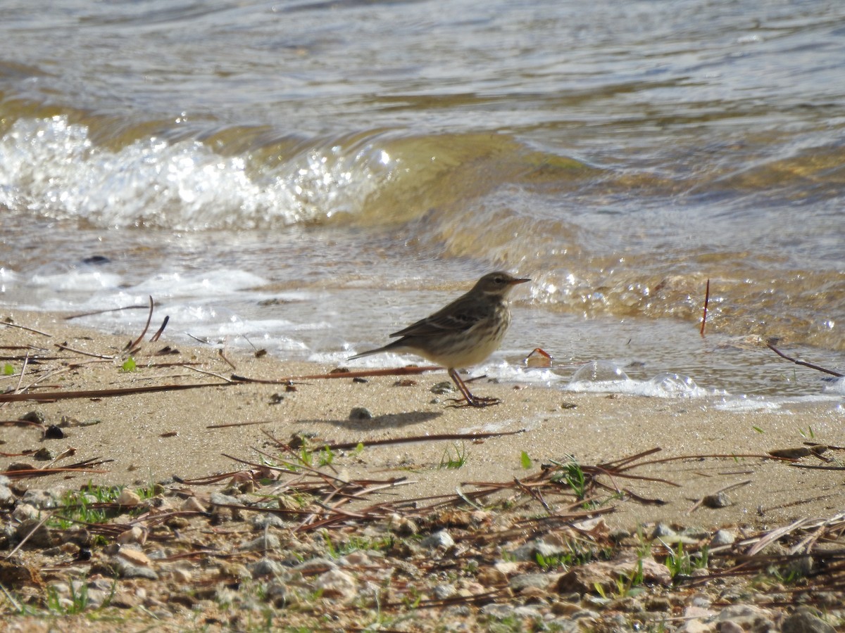 Water Pipit - ML610625642