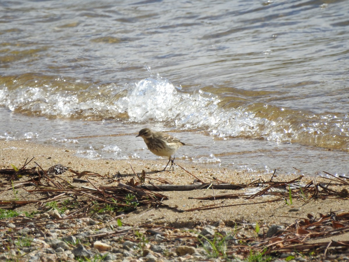 Water Pipit - ML610625643