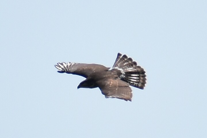 Gray Hawk - ML610625667