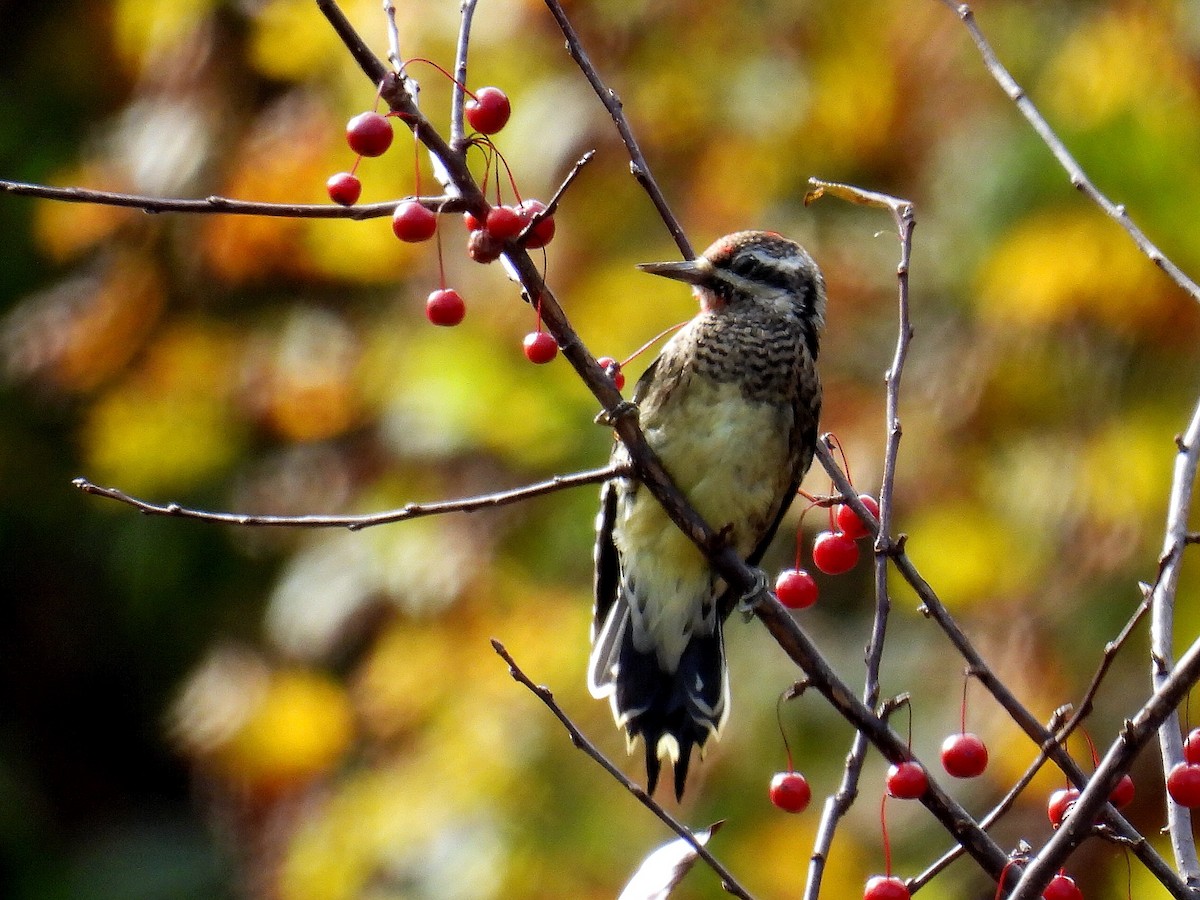 Yellow-bellied Sapsucker - ML610625680