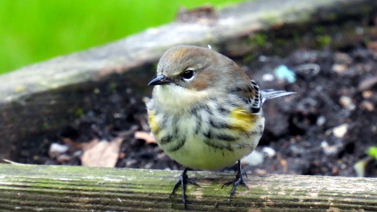 Yellow-rumped Warbler - ML610625753