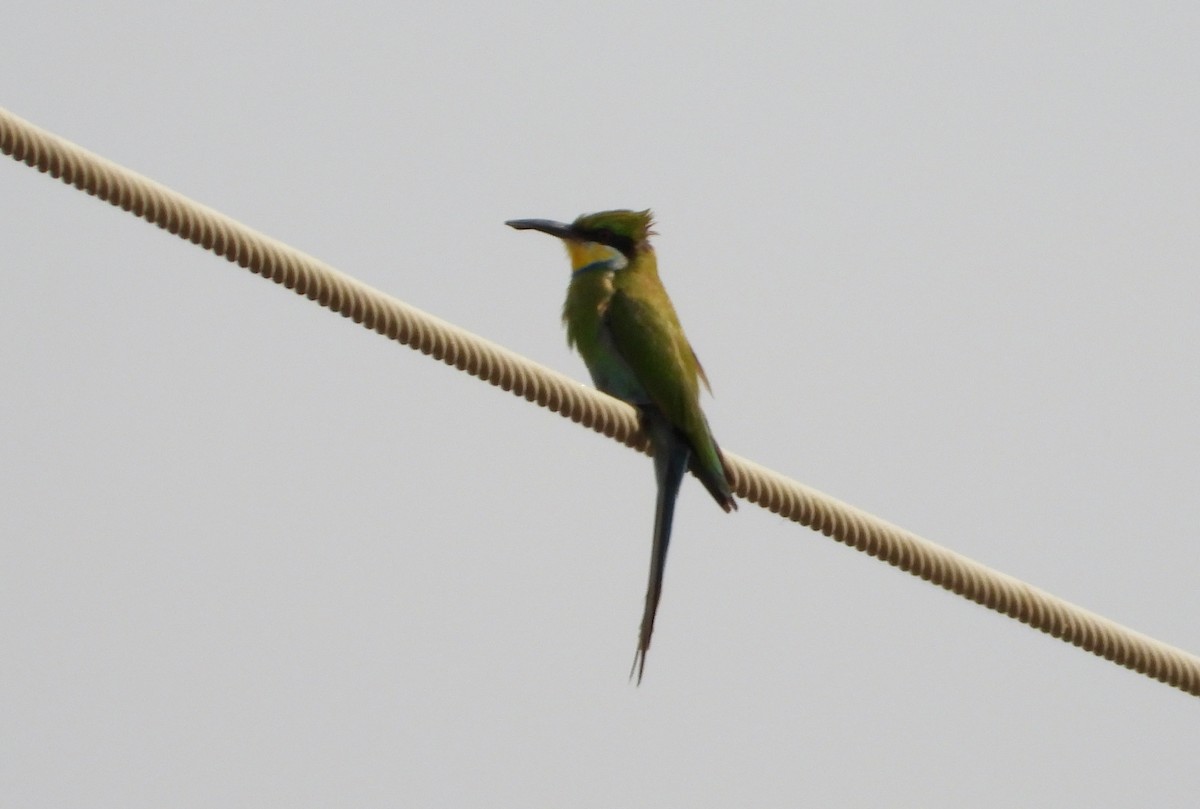 Swallow-tailed Bee-eater - ML610625806