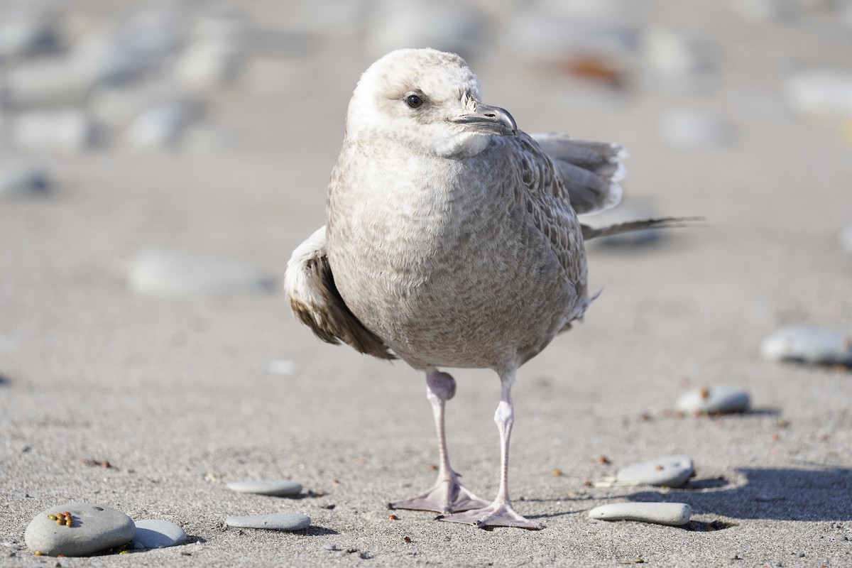 Gaviota Argéntea - ML610625873