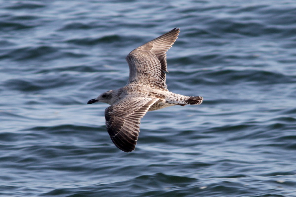 Great Black-backed Gull - Dave Curtis