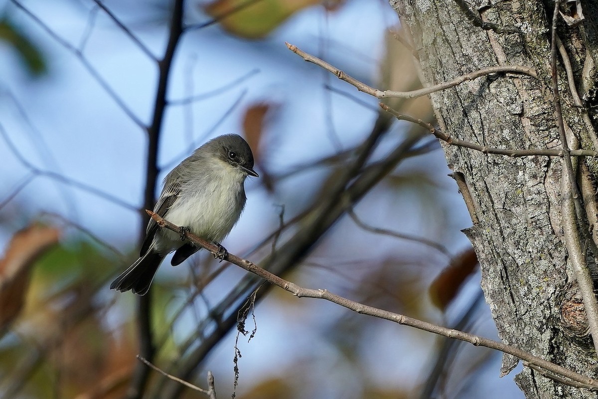 Eastern Phoebe - ML610625928