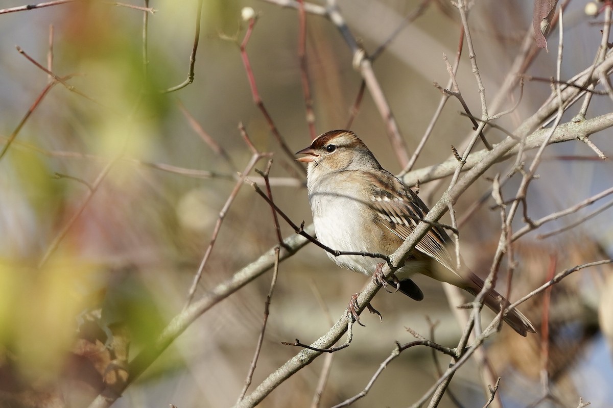 White-crowned Sparrow - ML610625939