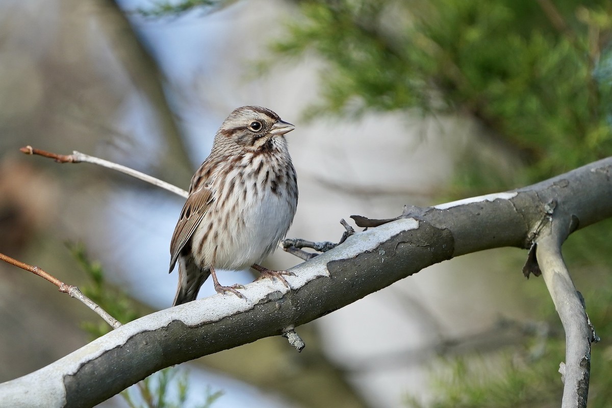 Song Sparrow - ML610625945