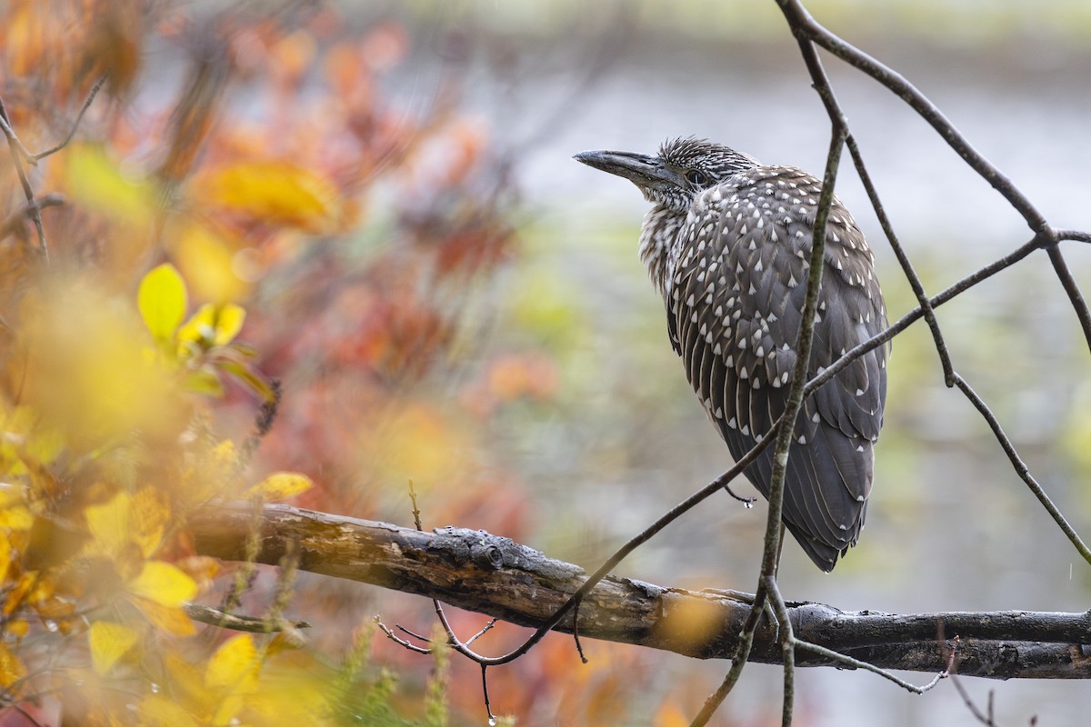 Yellow-crowned Night Heron - ML610625988