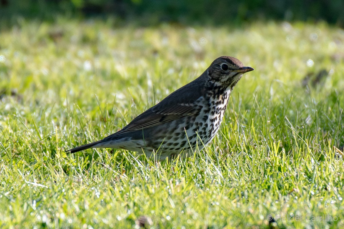 Song Thrush - ML610626096