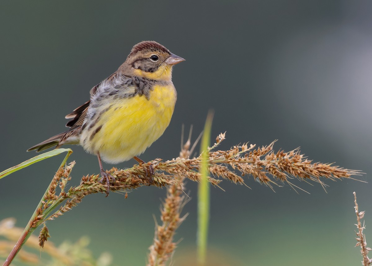 Yellow-breasted Bunting - Ayuwat Jearwattanakanok