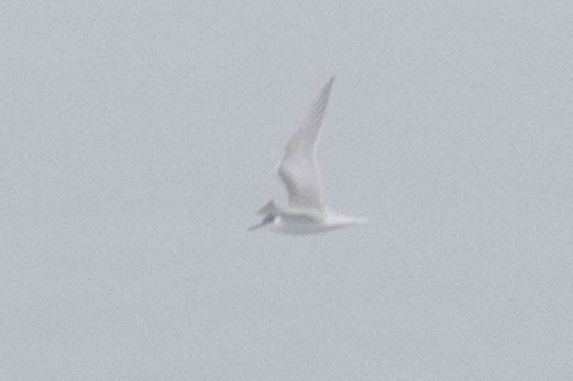 Arctic Tern - Ana  Botelho