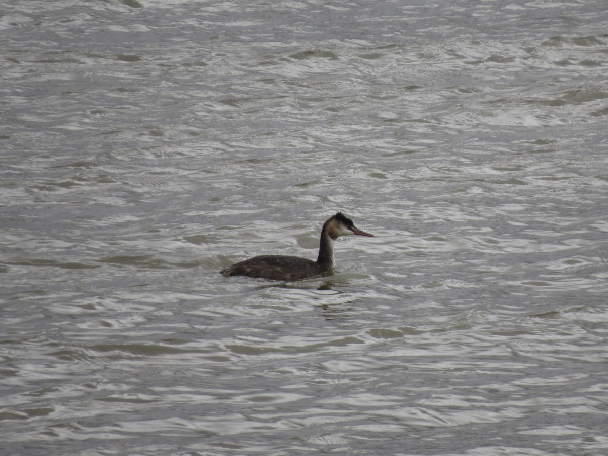 Great Crested Grebe - ML610626187