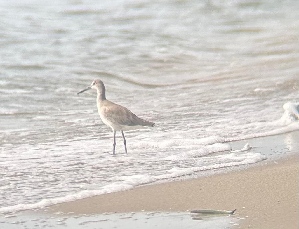 Willet - ML610626191