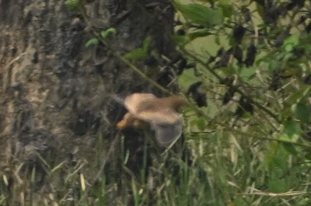 Yellow-legged Buttonquail - ML610626245