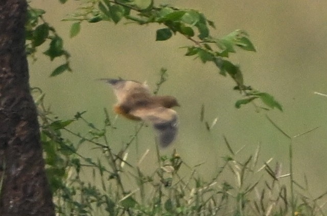 Yellow-legged Buttonquail - ML610626246