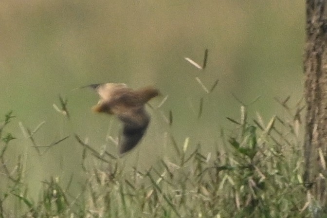 Yellow-legged Buttonquail - Surajprakash B