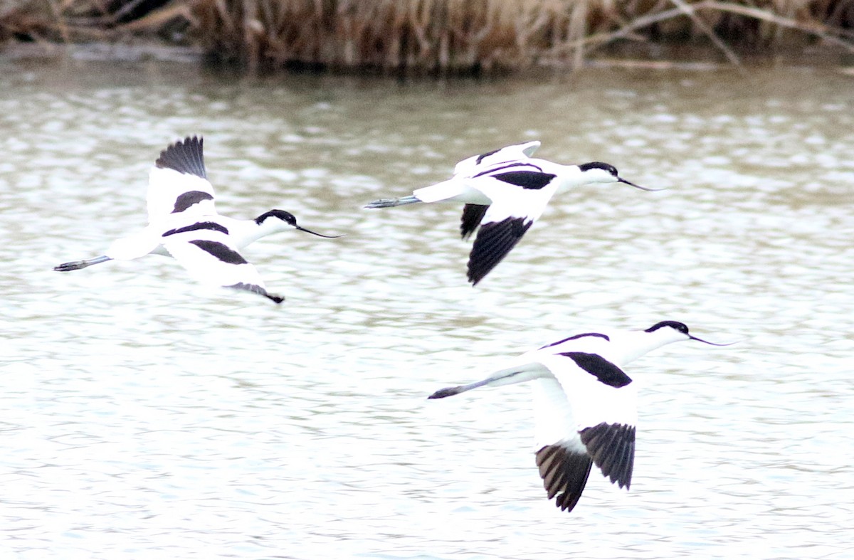 Pied Avocet - ML610626331