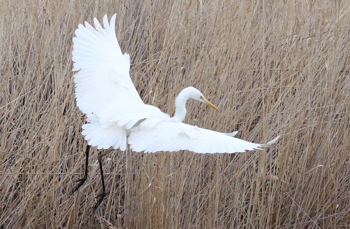 Great Egret - ML610626336