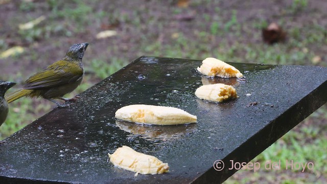 Saltator des grands-bois - ML610626346