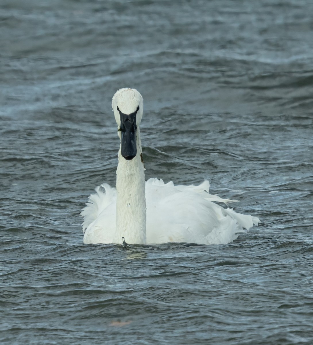 Tundra Swan - ML610626433