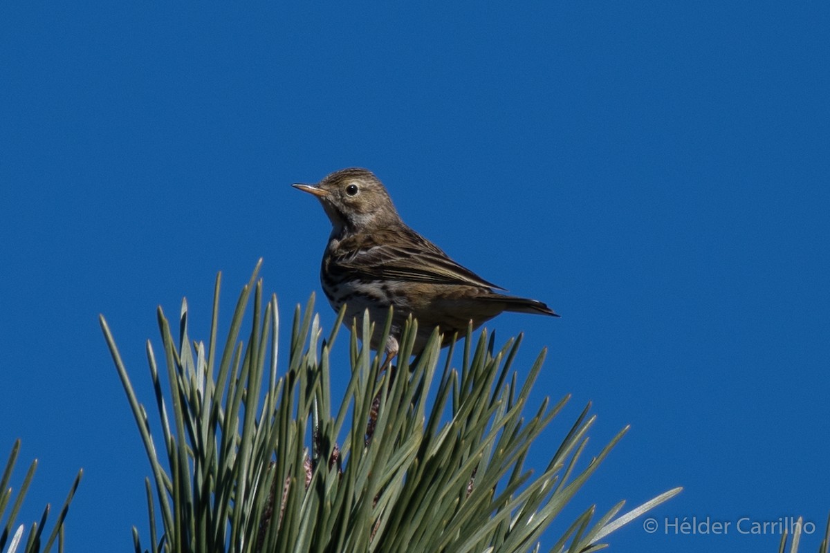 Meadow Pipit - ML610626575