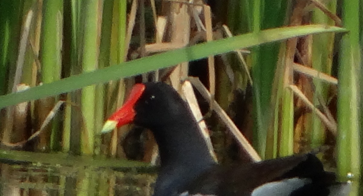 Gallinule d'Amérique - ML61062661