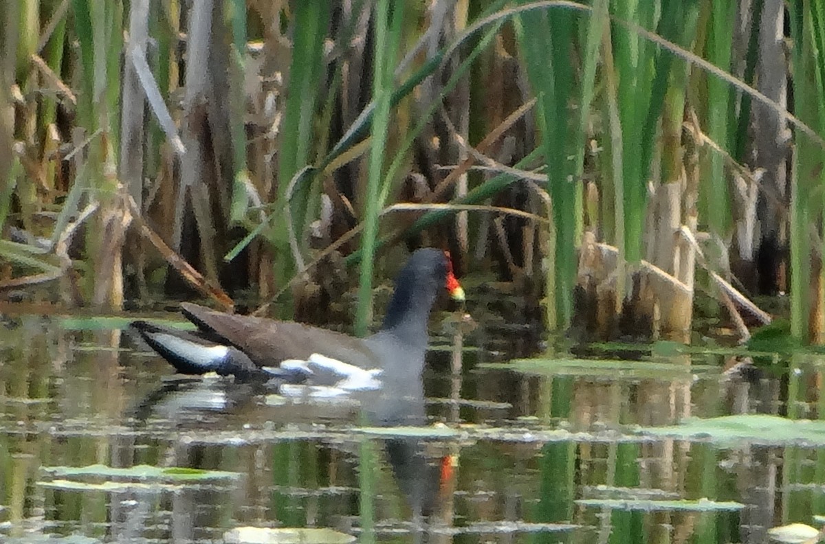 Common Gallinule - ML61062671