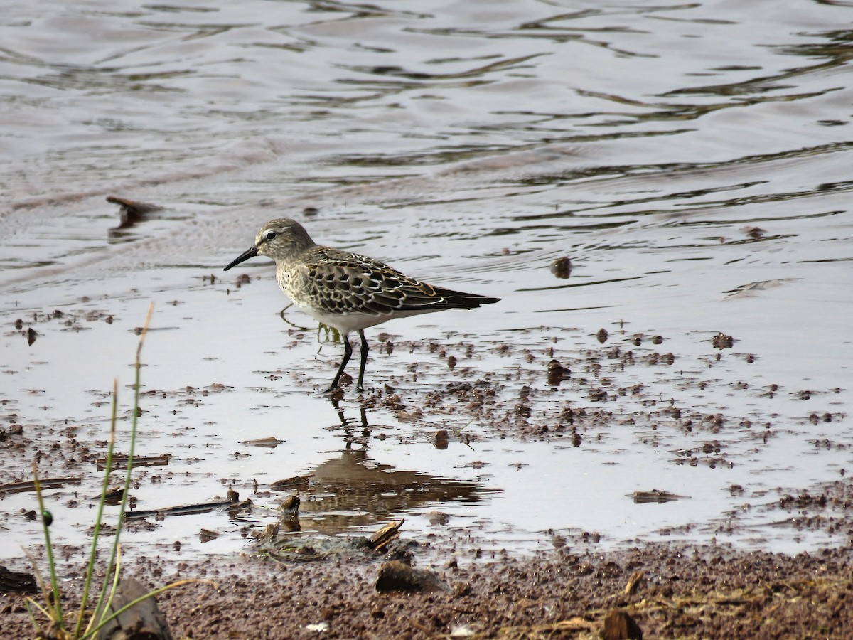 White-rumped Sandpiper - Sergio luiz Carniel