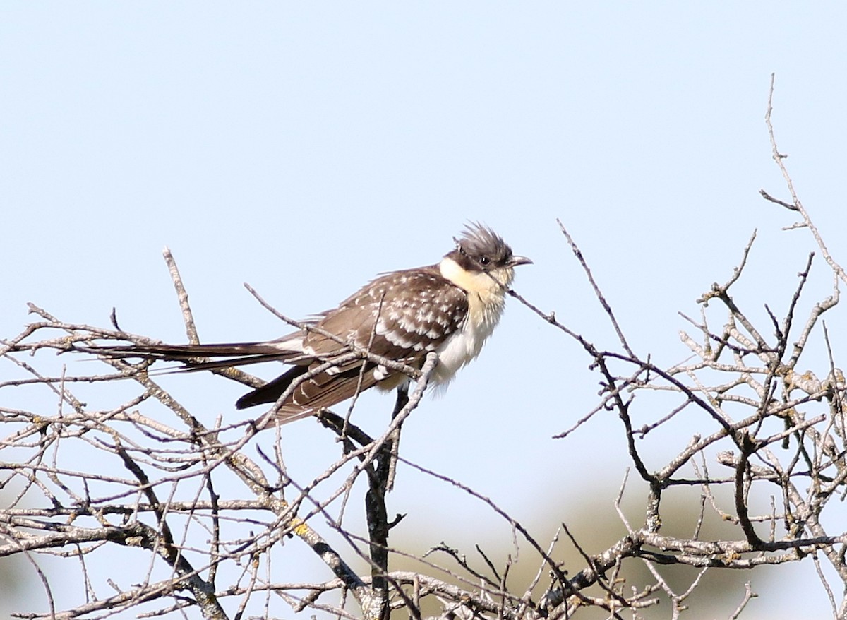 Great Spotted Cuckoo - ML610626771