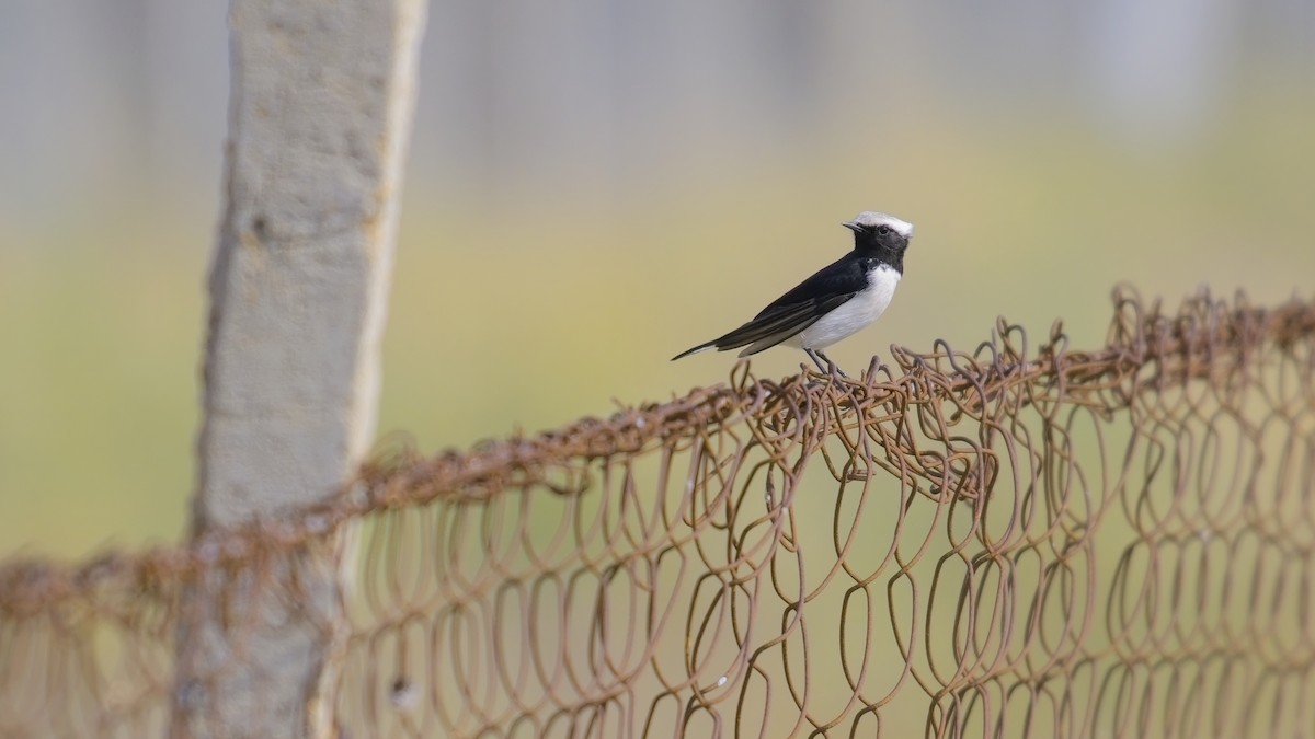 Variable Wheatear - ML610626834