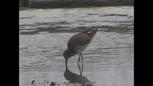 Stilt Sandpiper - ML610626897