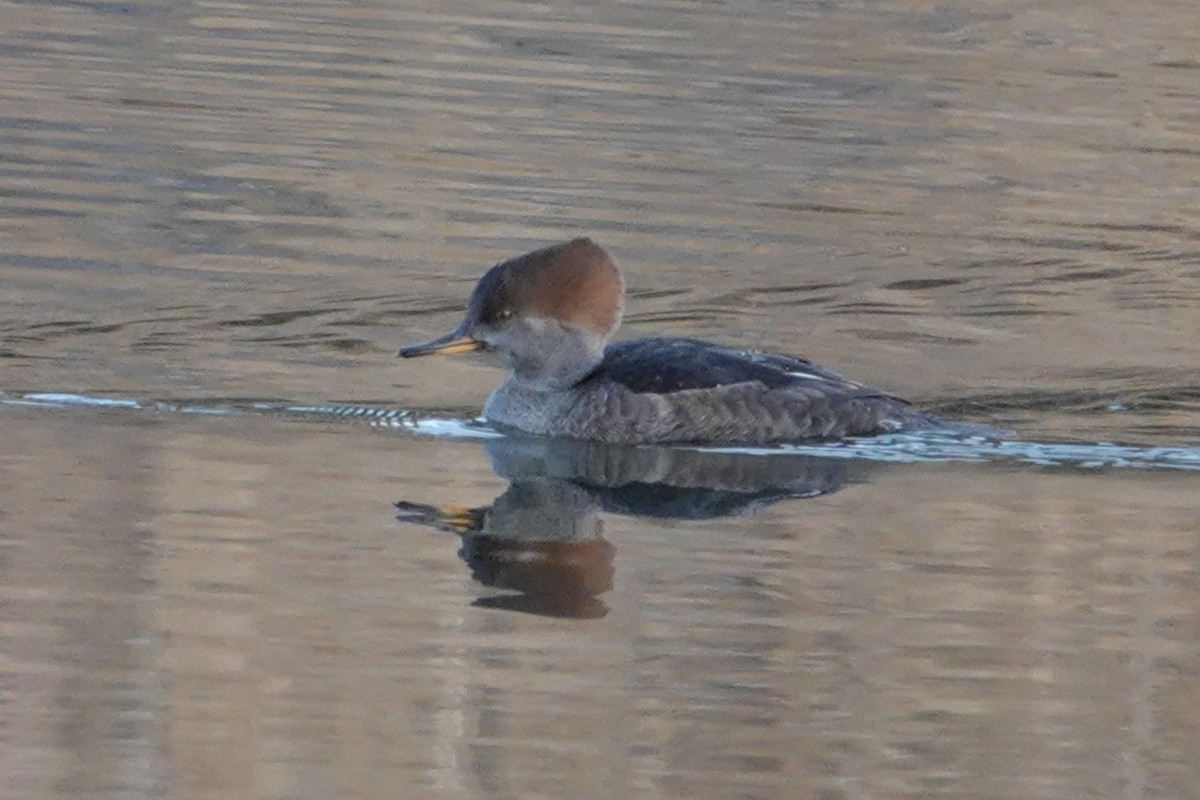 Hooded Merganser - ML610626898