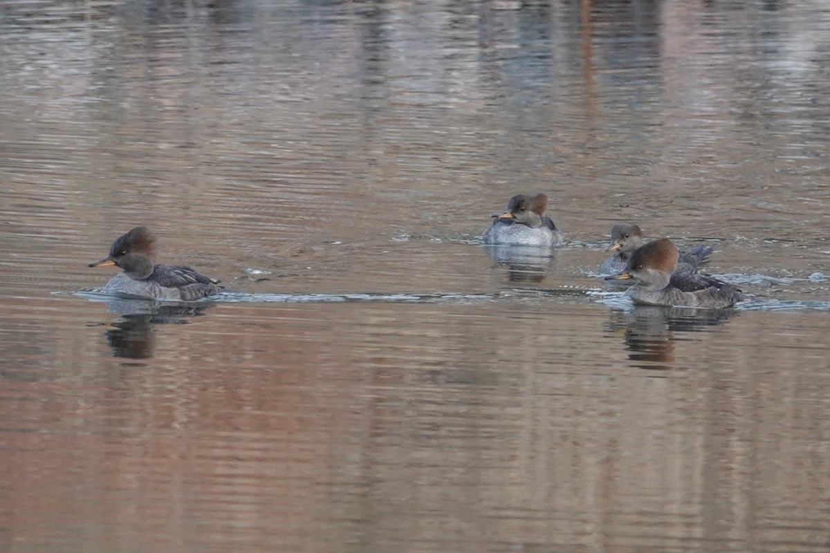 Hooded Merganser - ML610626906