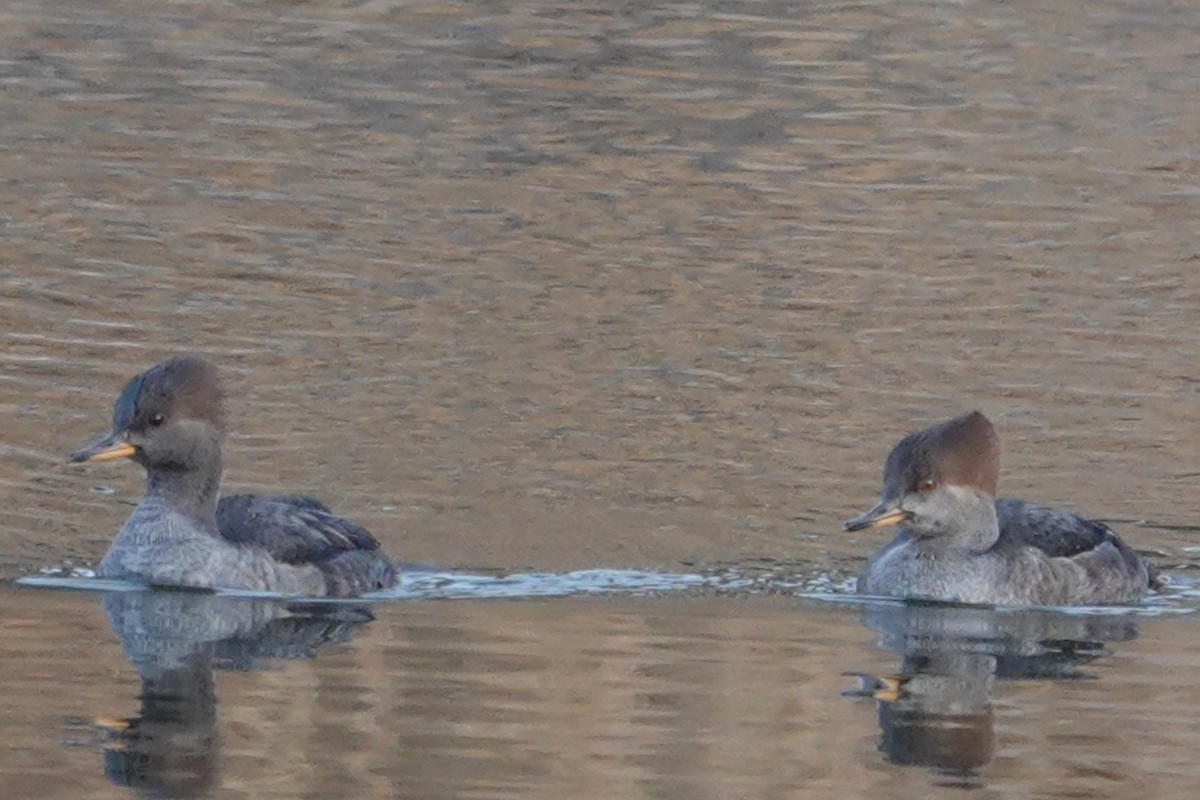 Hooded Merganser - ML610626914