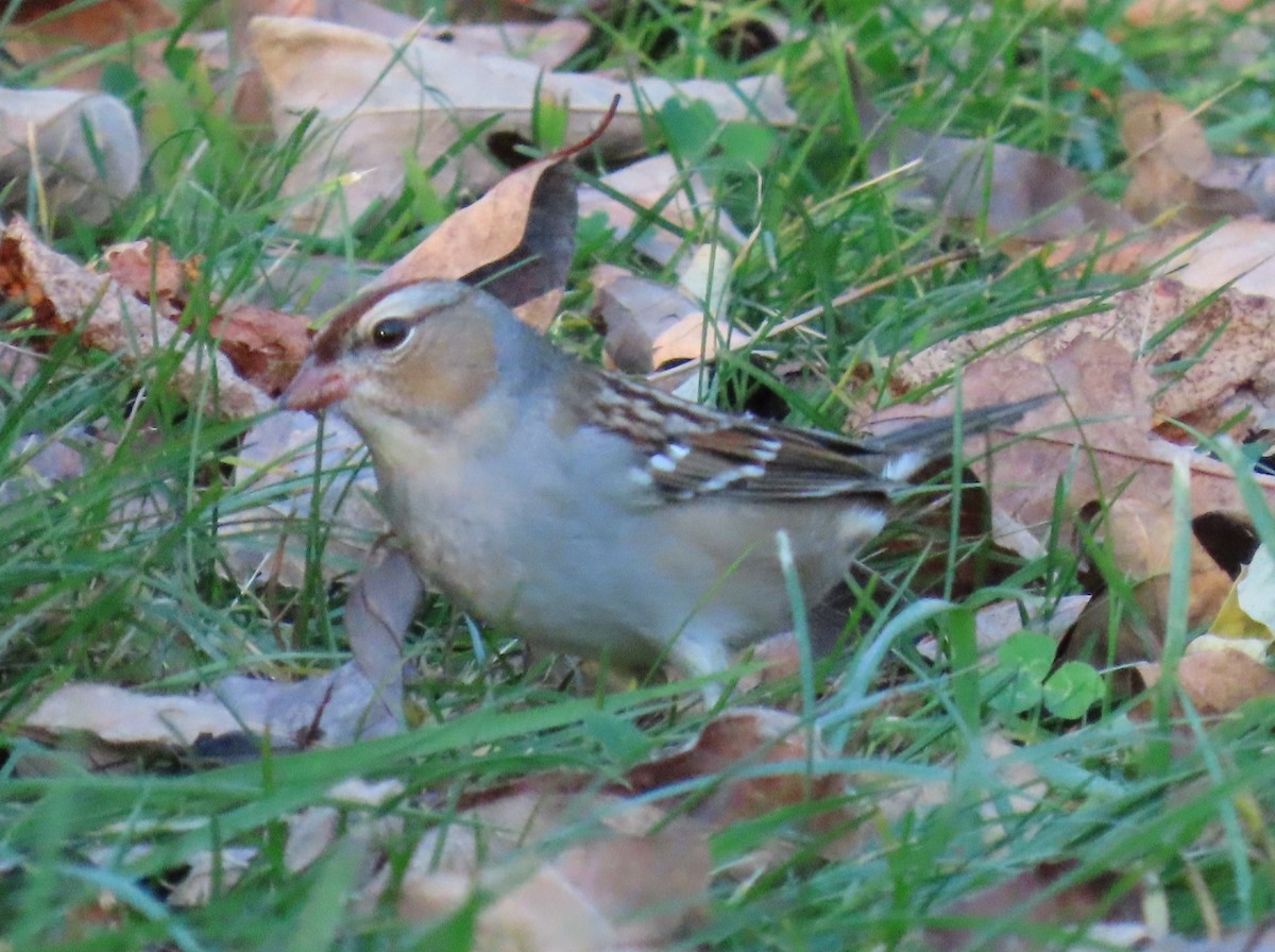 White-crowned Sparrow - ML610626951