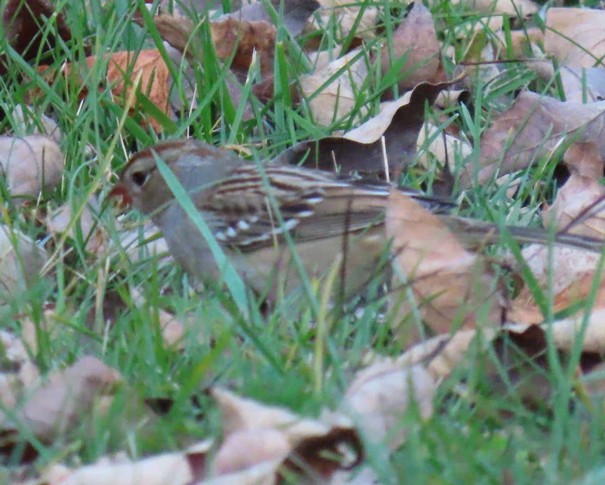 White-crowned Sparrow - ML610626952