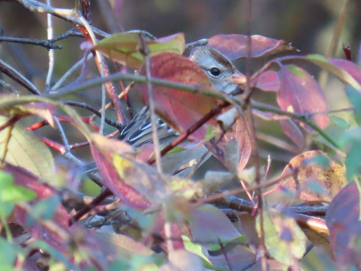 White-crowned Sparrow - ML610626953