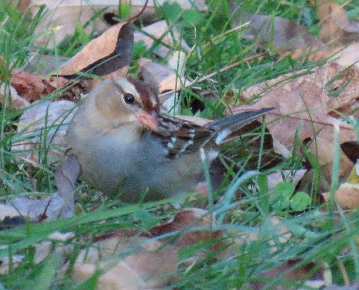 White-crowned Sparrow - ML610626954