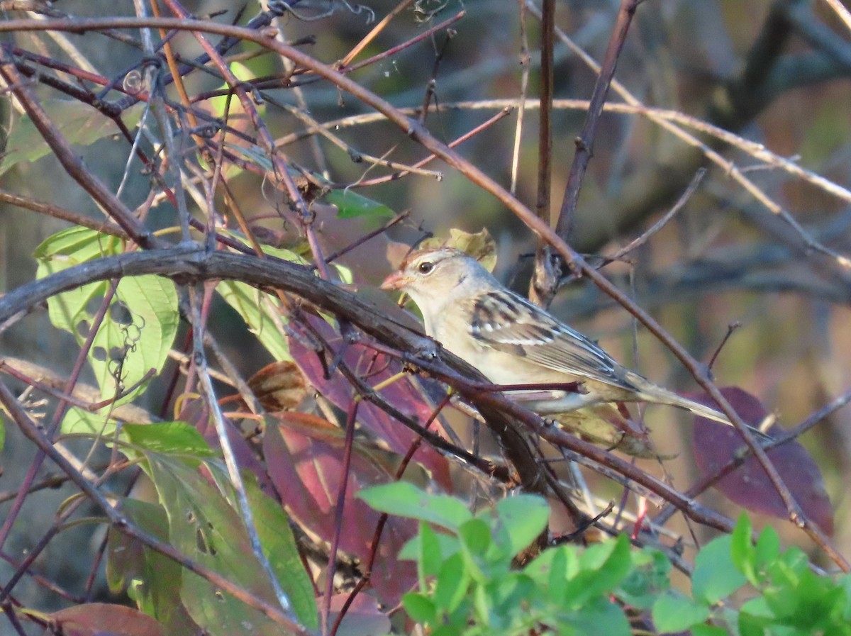 White-crowned Sparrow - ML610626955