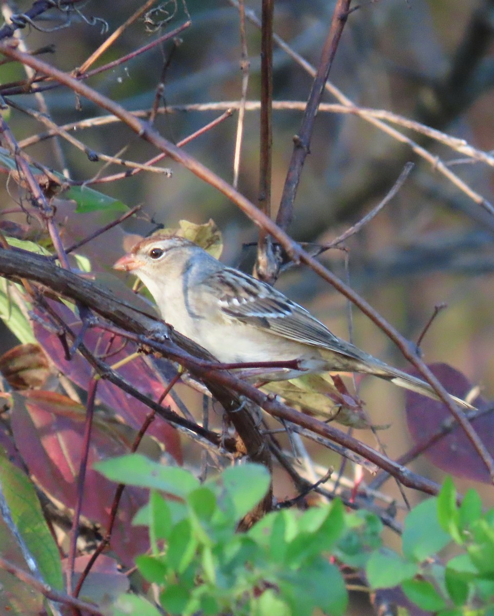 White-crowned Sparrow - ML610626962