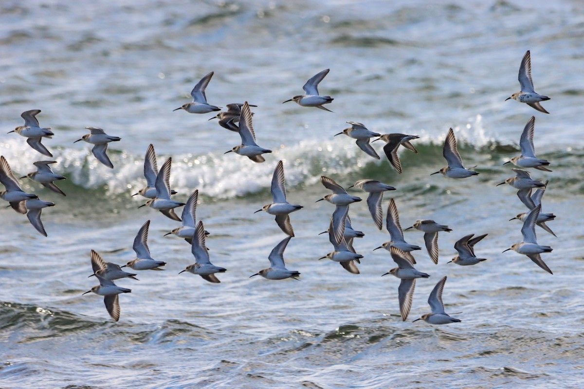 Dunlin - Lisa Bacon