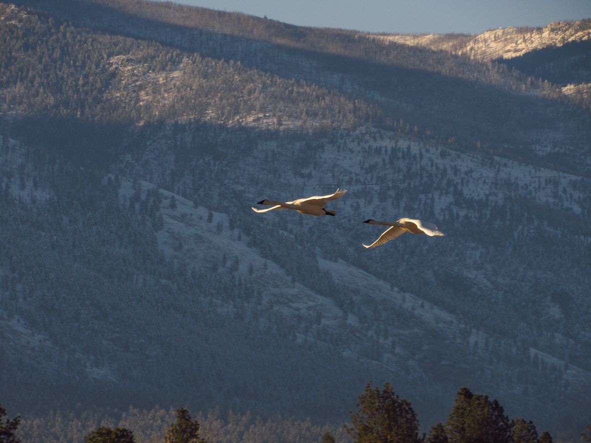 Trumpeter Swan - ML610627130