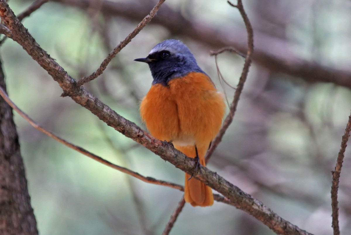 Hodgson's Redstart - Phillip Edwards