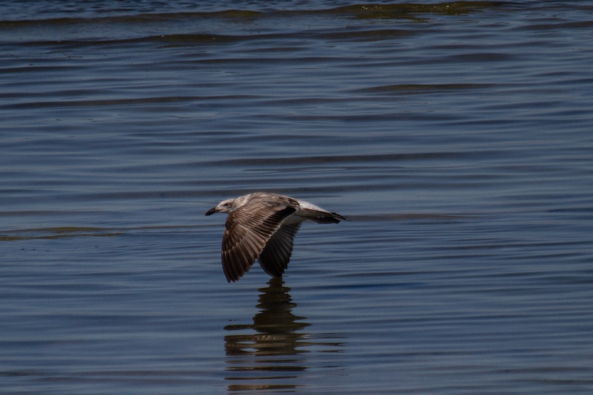 Yellow-footed Gull - ML610627247