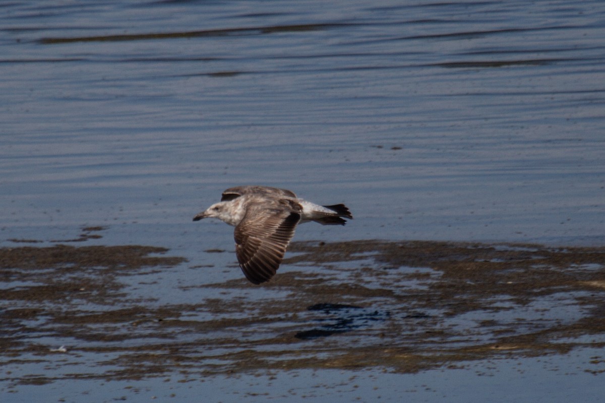 Yellow-footed Gull - ML610627248