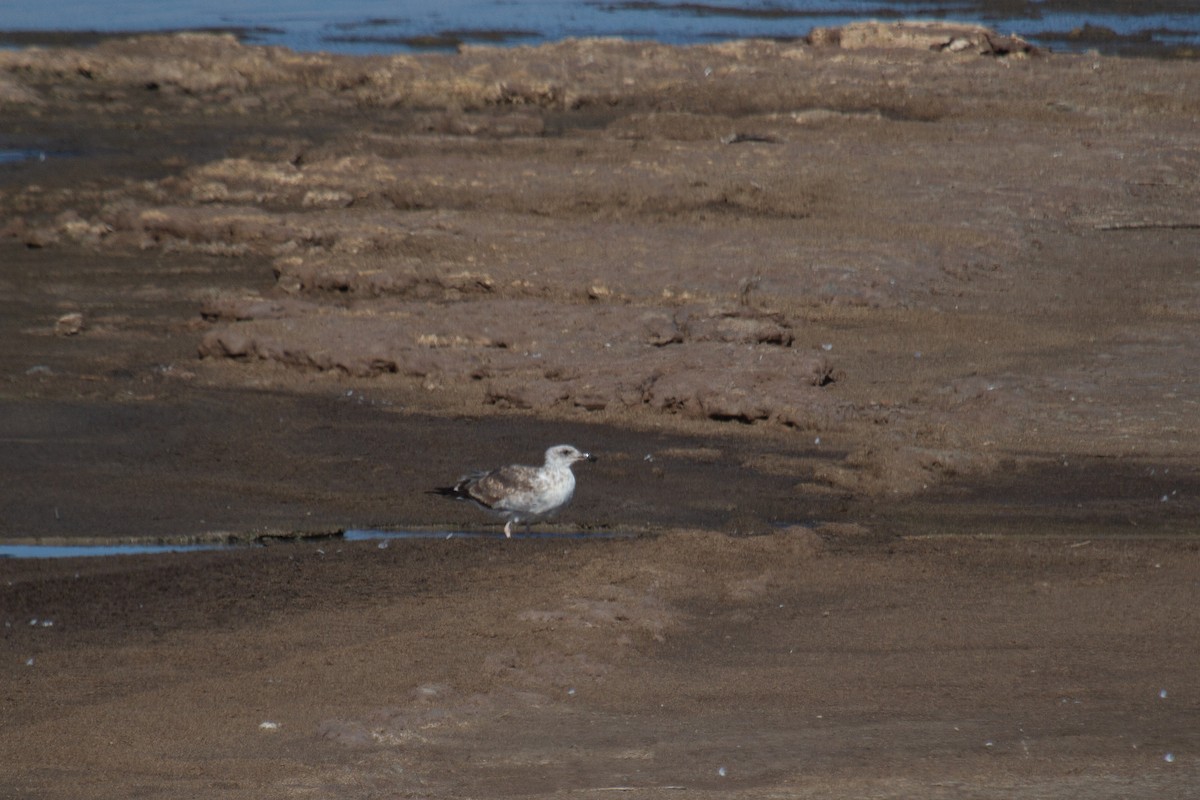 Yellow-footed Gull - ML610627251