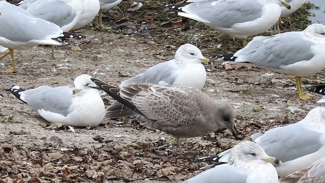 Short-billed Gull - ML610627252