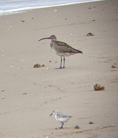 Hudsonian Whimbrel - ML610627265