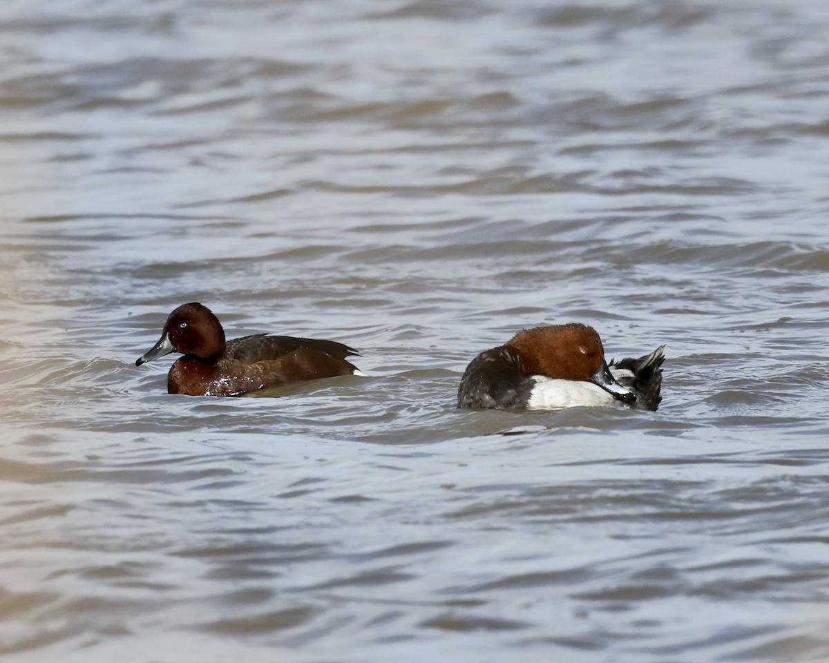 Ferruginous Duck - Sam Shaw